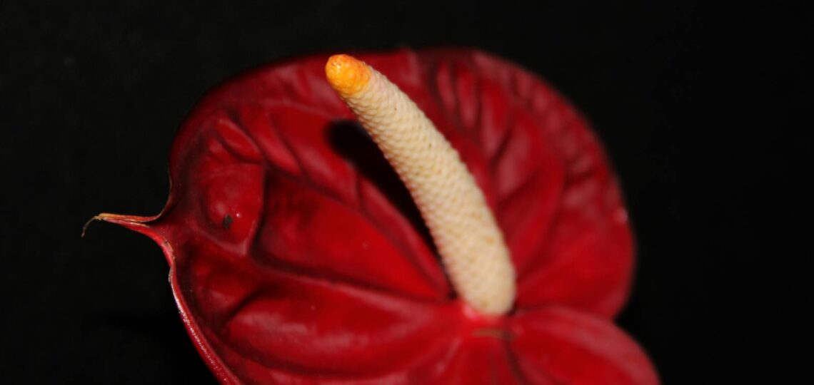 A Red Anthurium